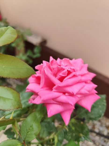  - Necunoscut seamana cu Coral Dawn