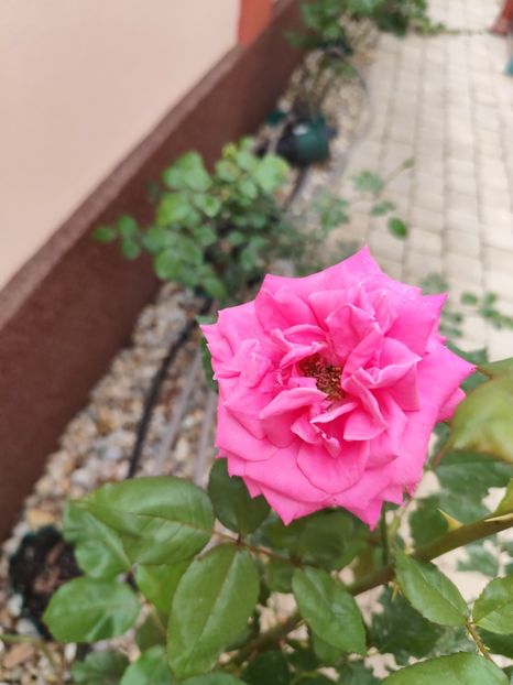  - Necunoscut seamana cu Coral Dawn
