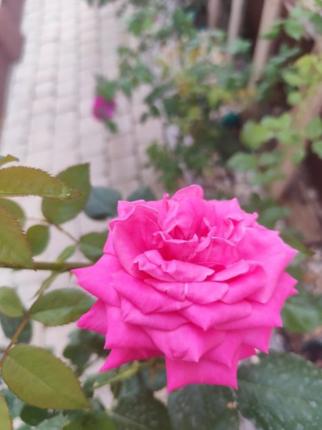  - Necunoscut seamana cu Coral Dawn