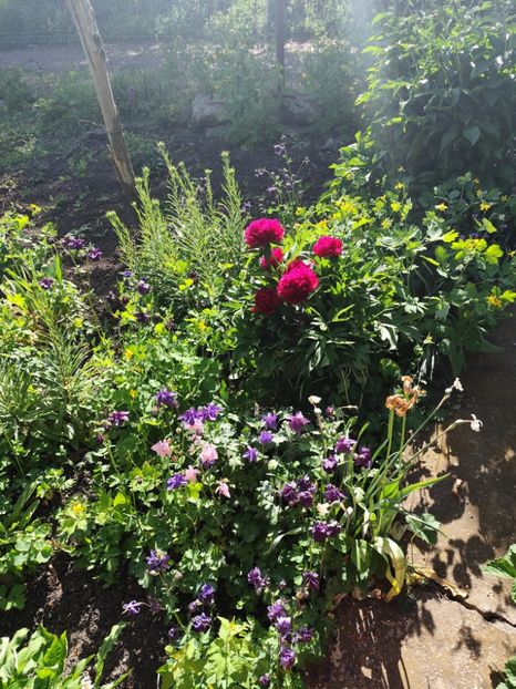  - Grădinile de la țară