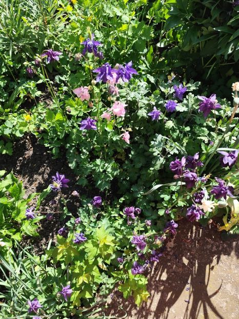  - Grădinile de la țară