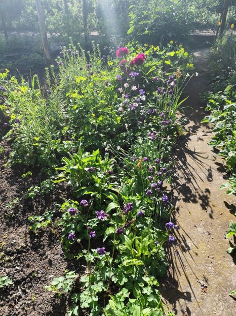  - Grădinile de la țară