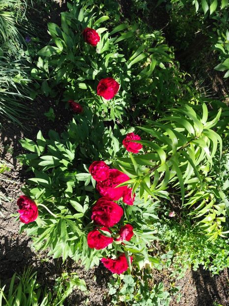  - Grădinile de la țară