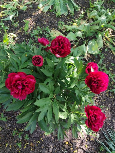  - Grădinile de la țară