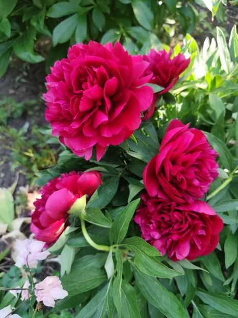  - Grădinile de la țară