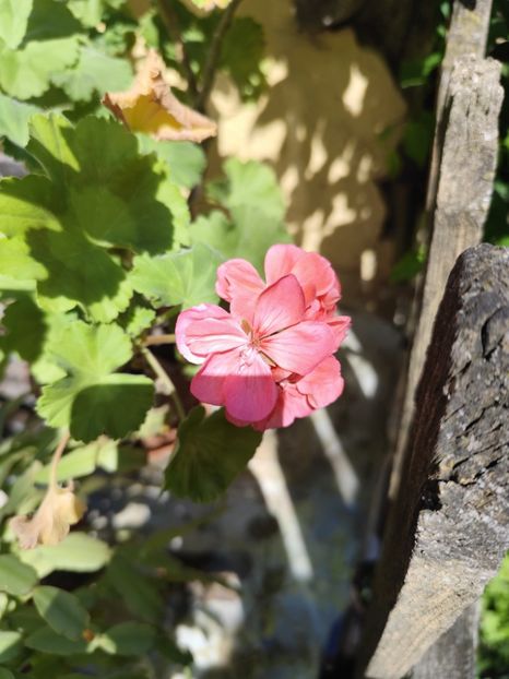  - Grădinile de la țară