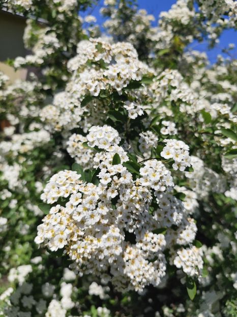  - Grădinile de la țară