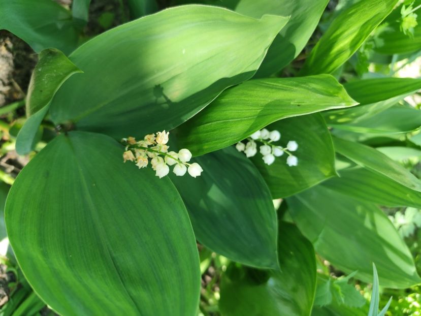  - Grădinile de la țară