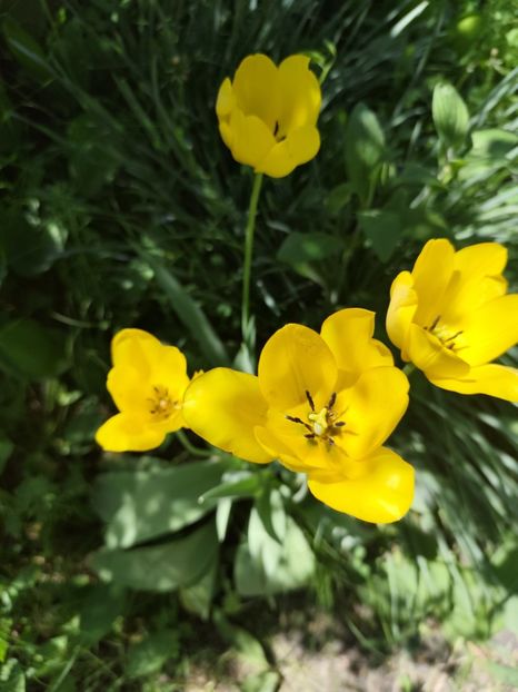  - Grădinile de la țară