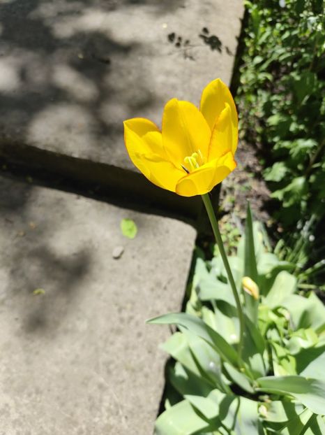  - Grădinile de la țară