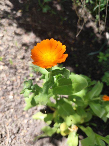  - Grădinile de la țară