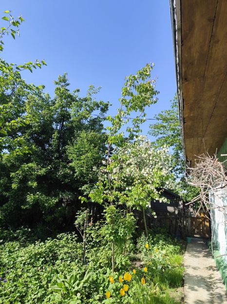  - Grădinile de la țară