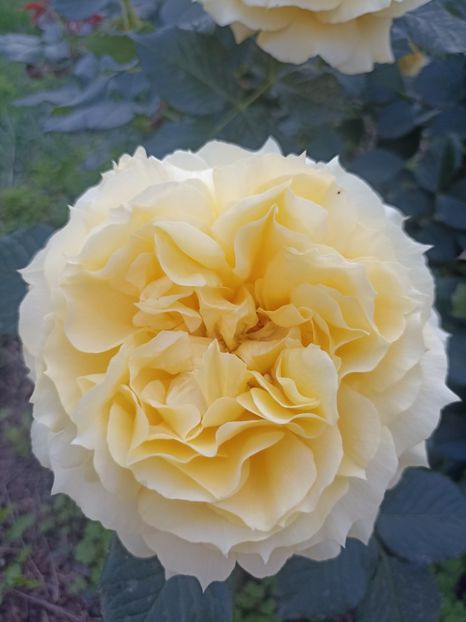 2024-8.05 - China girl