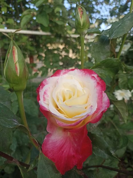 2024-8.05 - Double delight
