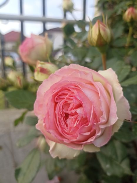 2024 - 8.05 - Eden rose