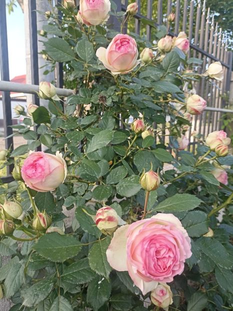 2024-8.05 - Eden rose