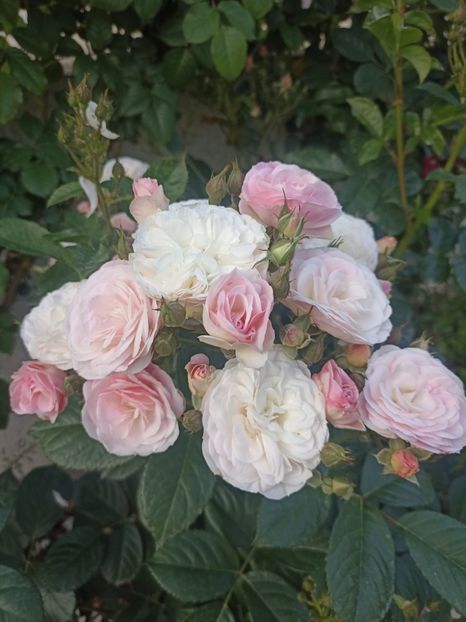 2024-8.05 - Bouquet Parfait