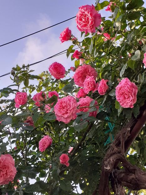  - Heillige Elisabeth 2024 _ 2025