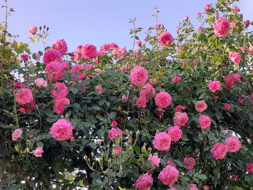  - Heillige Elisabeth 2024 _ 2025