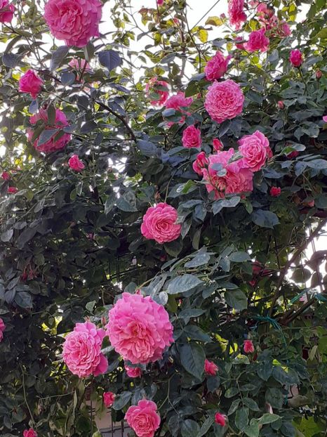  - Heillige Elisabeth 2024 _ 2025