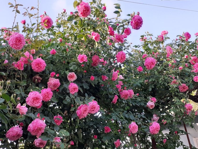  - Heillige Elisabeth 2024 _ 2025