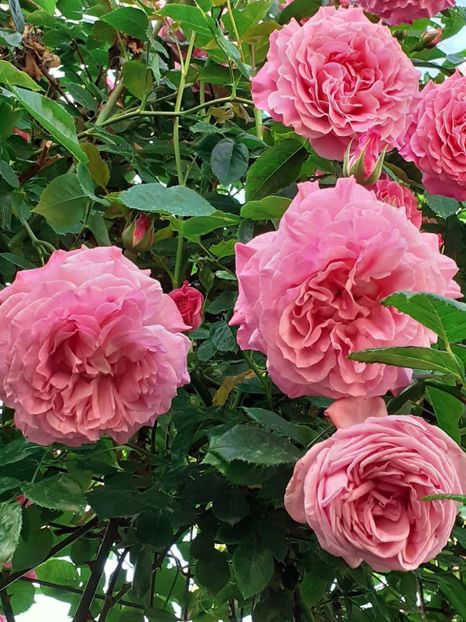  - Heillige Elisabeth 2024 _ 2025