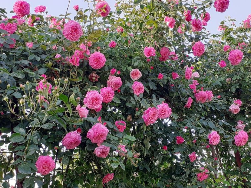  - Heillige Elisabeth 2024 _ 2025