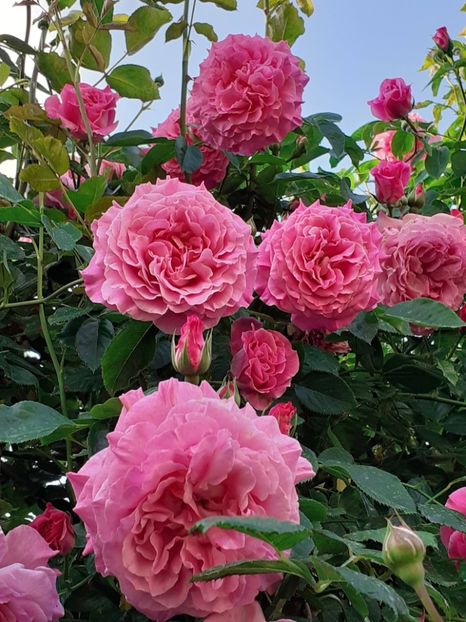  - Heillige Elisabeth 2024 _ 2025