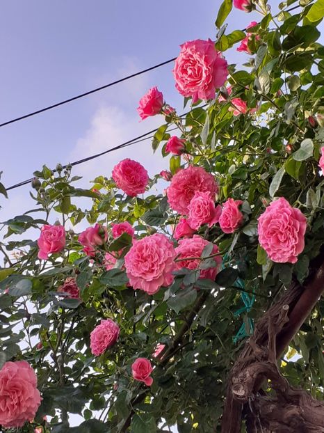  - Heillige Elisabeth 2024 _ 2025