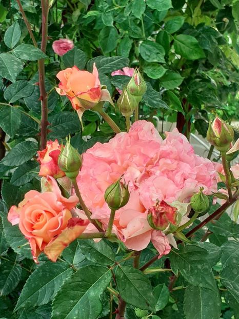  - Augusta Luise 2021