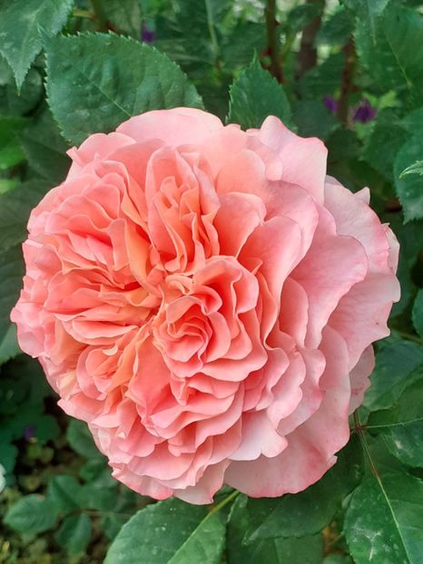  - Augusta Luise 2021