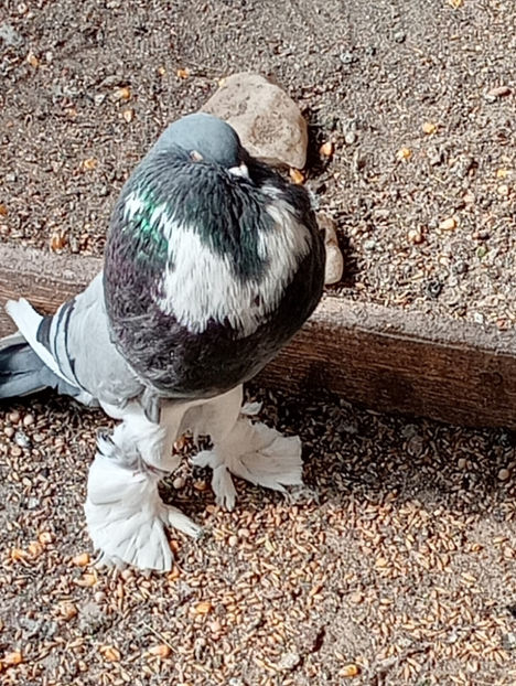  - Gusat de Pomerania