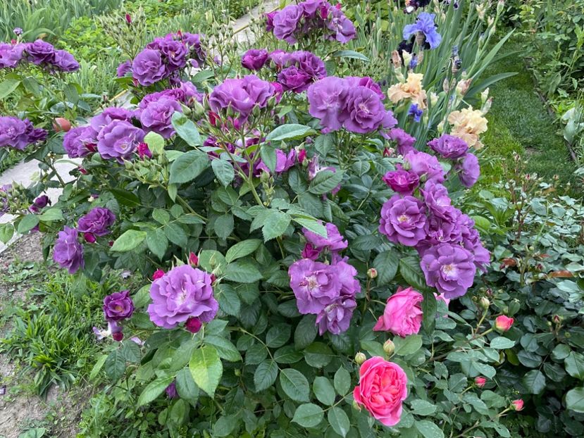  - 001 Trandafiri 2024