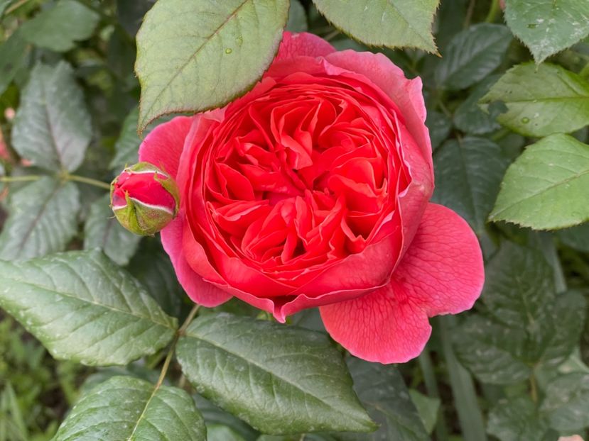  - 001 Trandafiri 2024