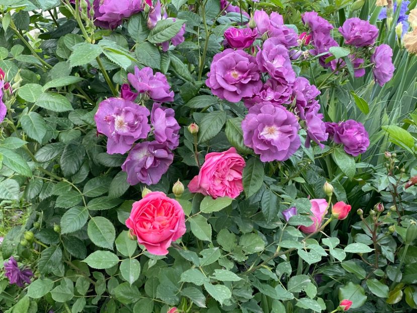  - 001 Trandafiri 2024