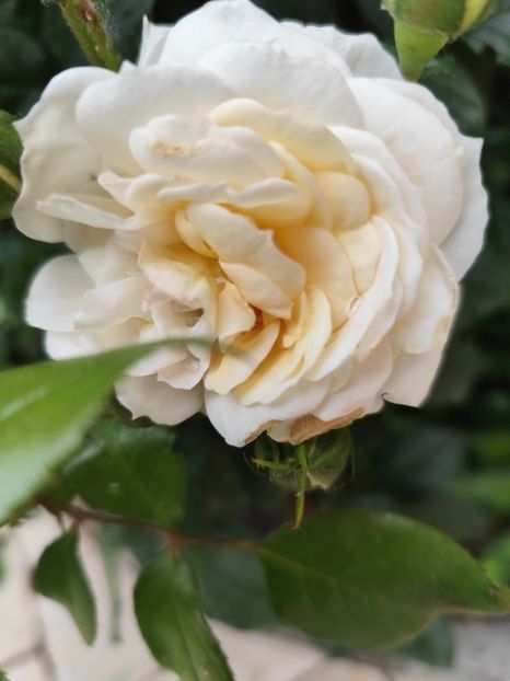  - Uetersener klosterrose- urcator
