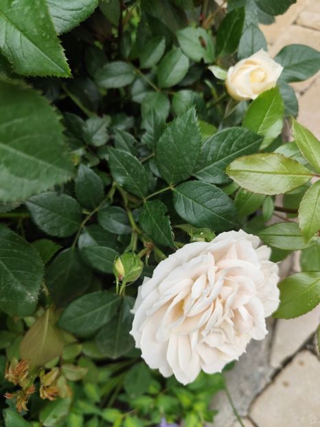  - Uetersener klosterrose- urcator