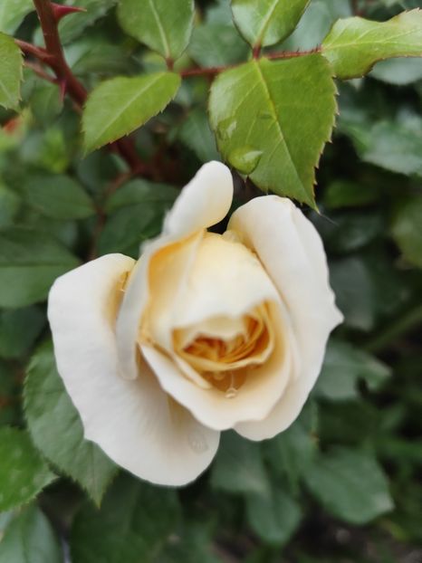  - Uetersener klosterrose- urcator