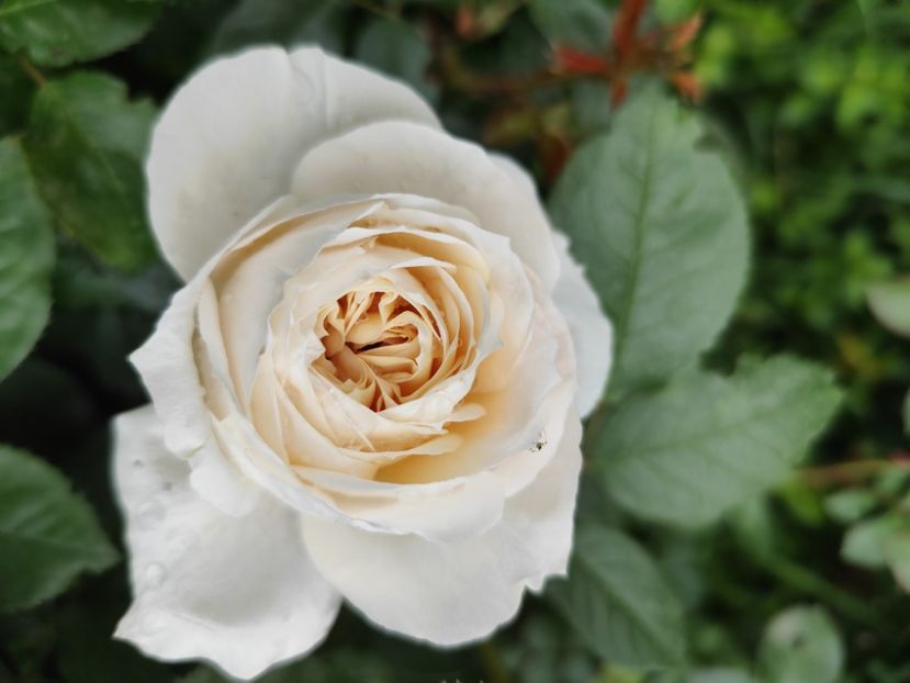  - Uetersener klosterrose- urcator