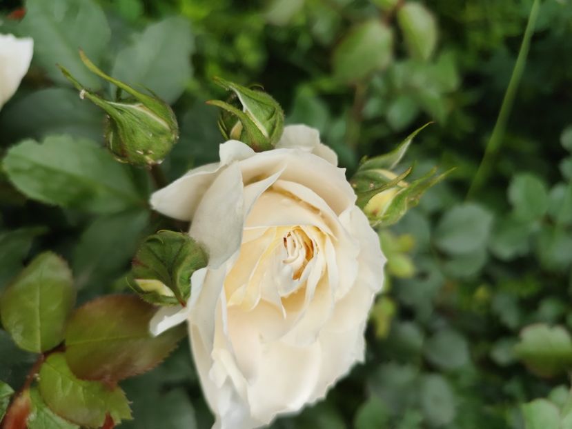  - Uetersener klosterrose- urcator