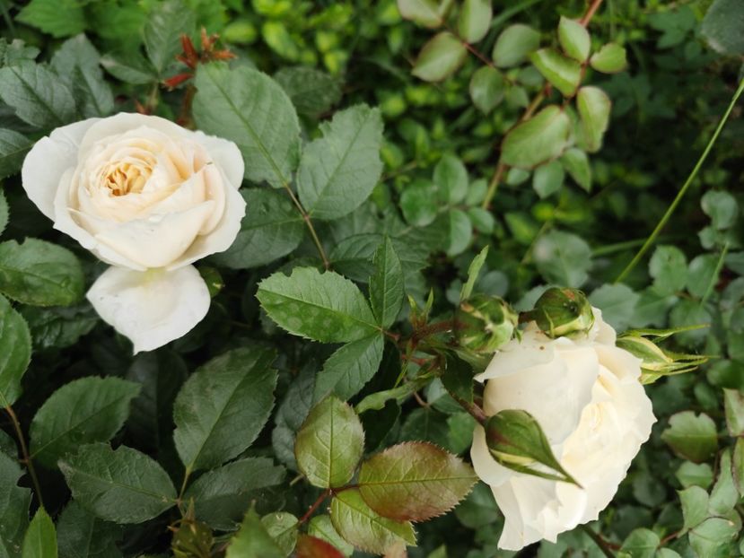  - Uetersener klosterrose- urcator