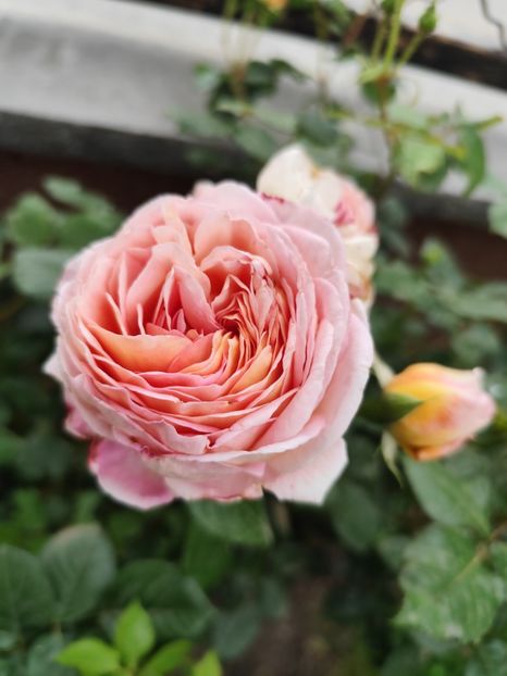  - Abraham Darby