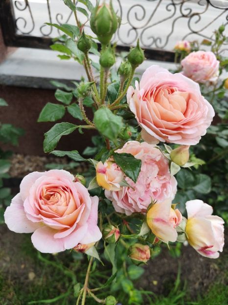  - Abraham Darby