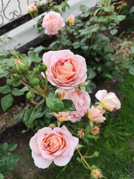  - Abraham Darby
