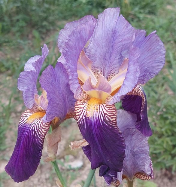 34) 5 lei - E Irisi narcise de vanzare