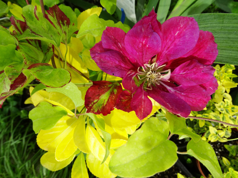 Red Star - Clematis