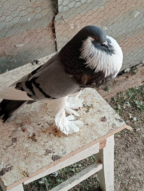  - Gusat de Pomerania