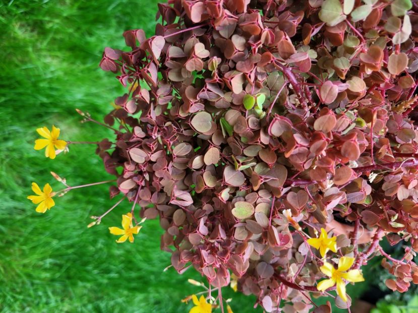  - Oxalis