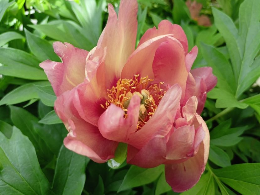 09.05.2024 - Grădina 2024 continuare 2