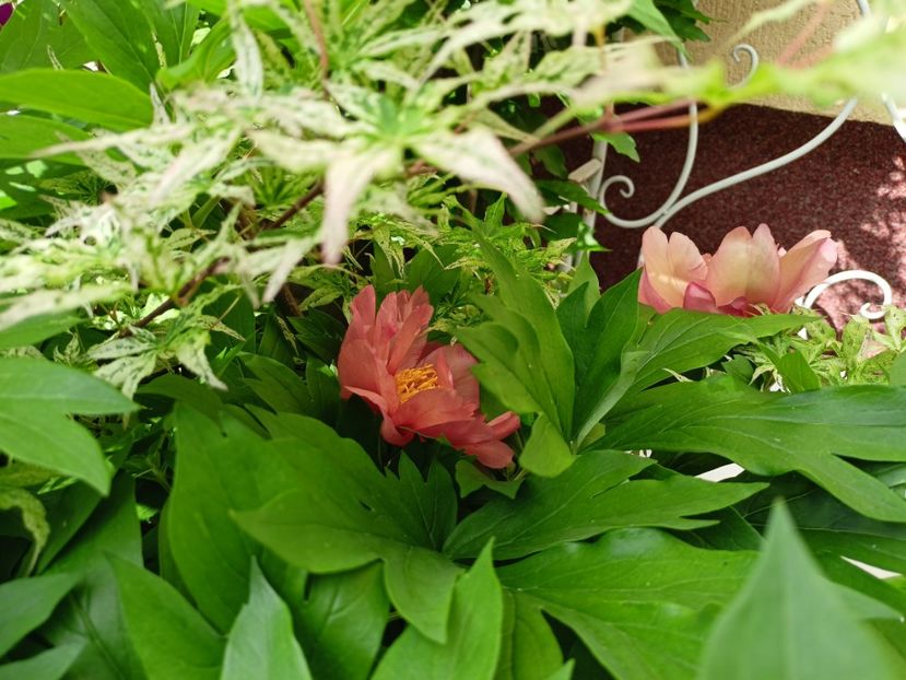 Magical Mystery Tour itoh - Grădina 2024 continuare 2